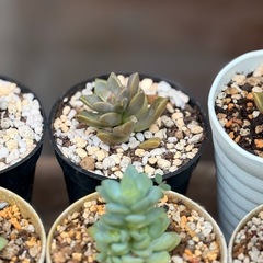 観葉植物　小さな多肉植物　1点330円　2号の鉢付きの画像