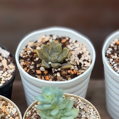 観葉植物　小さな多肉植物　1点330円　2号の鉢付きの画像