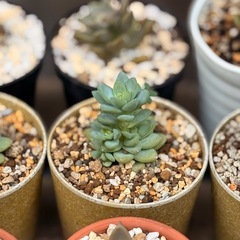 観葉植物　小さな多肉植物　1点330円　2号の鉢付きの画像