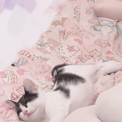 ハチワレ 生後3ヶ月 とても小さな子です