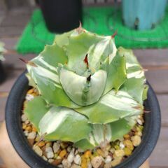 アガベ・王妃雷神錦①の画像