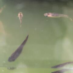 メダカ　めだか　春産まれの若魚　炎　10匹1.5〜2センチの、もうすぐ若魚の画像