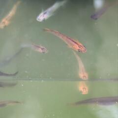 メダカ　めだか　春産まれの若魚　炎　10匹1.5〜2センチの、もうすぐ若魚の画像