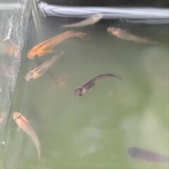 メダカ　めだか　春産まれの若魚　炎　10匹1.5〜2センチの、もうすぐ若魚の画像