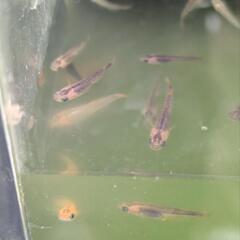メダカ　めだか　春産まれの若魚　炎　10匹1.5〜2センチの、もうすぐ若魚の画像