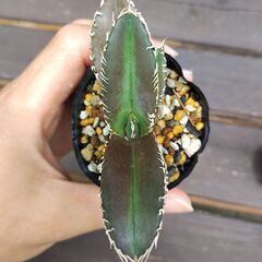 アガベ・チタノタ金剛①の画像