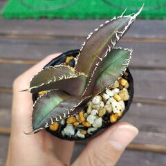 アガベ・チタノタ金剛②の画像