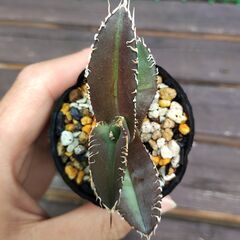 アガベ・チタノタ金剛②の画像