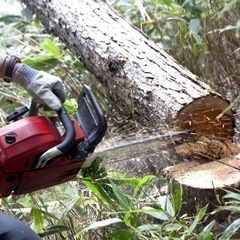 庭木の剪定、草刈り、草むしり、伐採、害虫駆除なんでもお受け致します‼️の画像