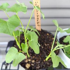 西洋朝顔　3品種の画像