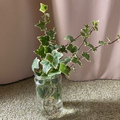 観葉植物　アイビー　