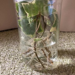 観葉植物　アイビー　の画像