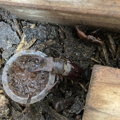 カブトムシ、クワガタの画像
