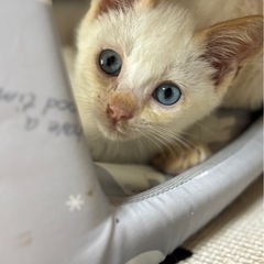 白とクリーム色の甘えん坊さん