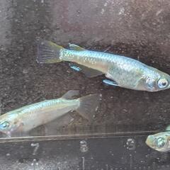ゴールデンクウラめだか稚魚20匹の画像