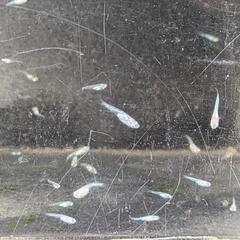 ゴールデンクウラめだか稚魚20匹の画像
