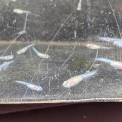 ゴールデンクウラめだか稚魚20匹の画像