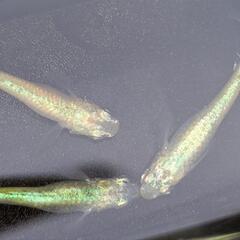 ゴールデンクウラめだか稚魚20匹の画像