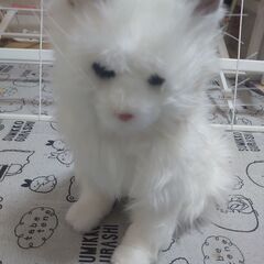 猫型ロボットですの画像