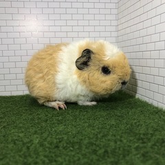 162. テディモルモット