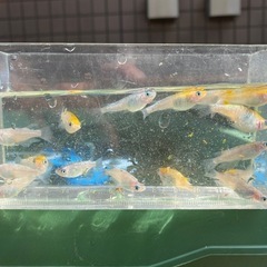 メダカ10匹の画像