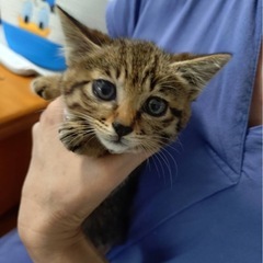 ミルクから育った4兄妹🐱