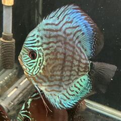 ディスカス　ペア