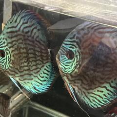 ディスカス　ペアの画像