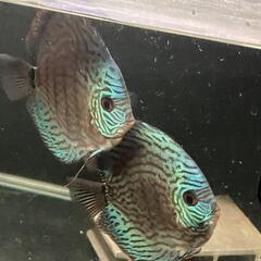 ディスカス　ペアの画像