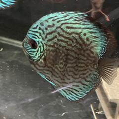 ディスカス　ペアの画像
