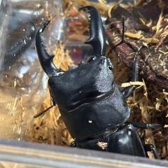 グラントシロカブト♂単、パラワンオオヒラタクワガタ♂単の画像