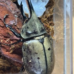 グラントシロカブト♂単、パラワンオオヒラタクワガタ♂単