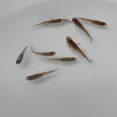 メダカ　　　夜桜オレンジ × 掛け合わせの画像