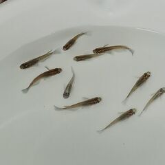 メダカ　　　夜桜オレンジ × 掛け合わせの画像