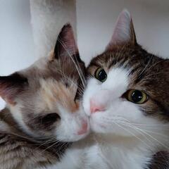 急募　オス・メス兄妹猫ちゃん　