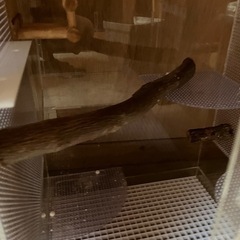 爬虫類等クリアーケースの画像