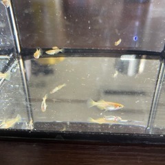 めだか　銀メタ　10匹の画像