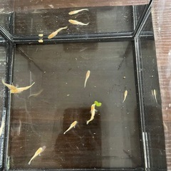 めだか　銀メタ　10匹の画像