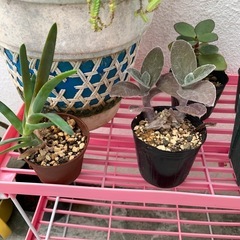 多肉植物の画像