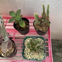多肉植物の画像