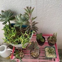 多肉植物の画像