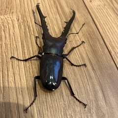 ワタクワ氏　メタリフェルホソアカクワガタ　オス単体の画像