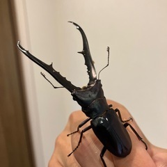 ワタクワ氏　メタリフェルホソアカクワガタ　オス単体の画像