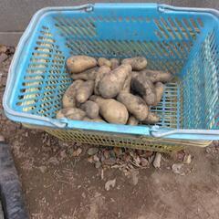 100％有機栽培ジャガイモ（メイクィーン）の画像