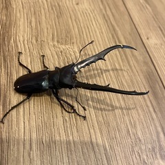 ワタクワ氏　メタリフェルホソアカクワガタ　オス単体