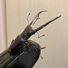 ワタクワ氏　メタリフェルホソアカクワガタ　オス単体の画像