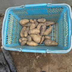 100％有機栽培ジャガイモ（メイクィーン）の画像