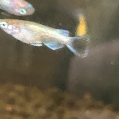 デーンモルフォめだか　幼魚　10匹の画像
