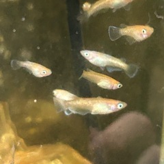 デーンモルフォめだか　幼魚　10匹の画像