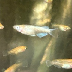 デーンモルフォめだか　幼魚　10匹